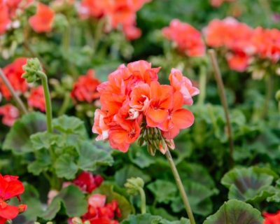 close-up of salmon colored geraniums