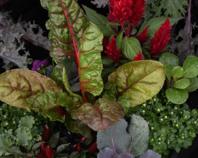 ornamental cabbage and kale next to red celosia