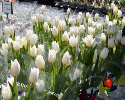 rows of white tulips