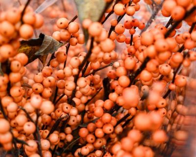 close-up of orange winter berries