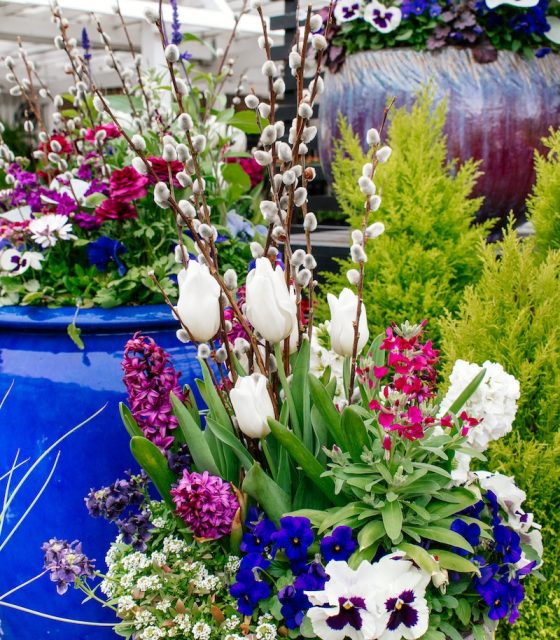 several containers of annual plants