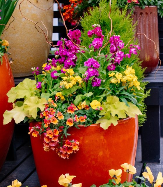 annual plants in a red container