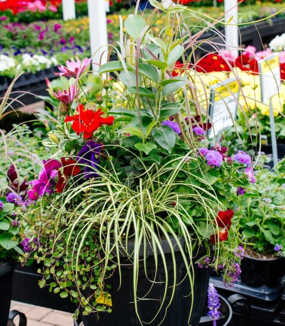 container of annual plants