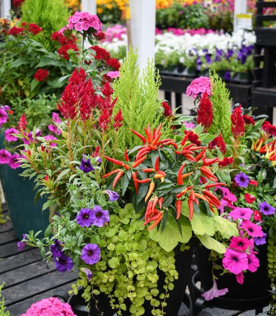 container of annual plants including creeping jenny, celosia, ornamental peppers, and petunias