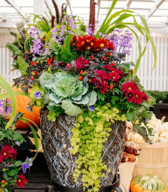 ornate container of annual plants including creeping jenny, ornamental kale, and more