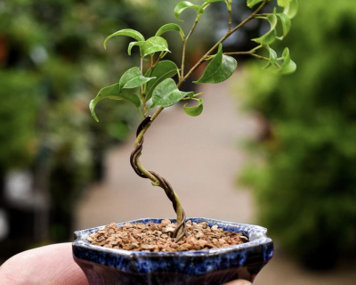 bonsai1