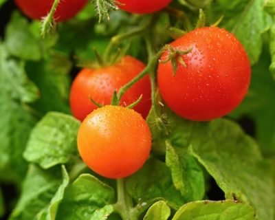 Cherry bush tomatoes - healthy vegetables - healthy food. Beautiful fresh red tomatoes on a twig.