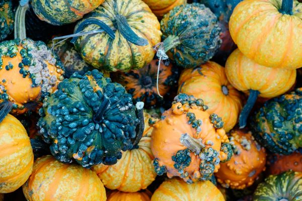 fall-gourds