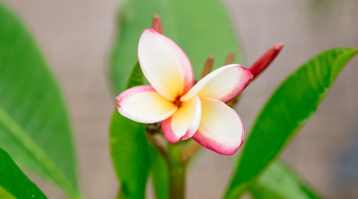 greenhouse-plumeria