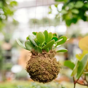 kokedama-2