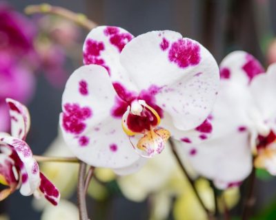 orchid-1