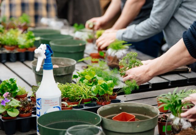 people making a terrarium with a variety of plants