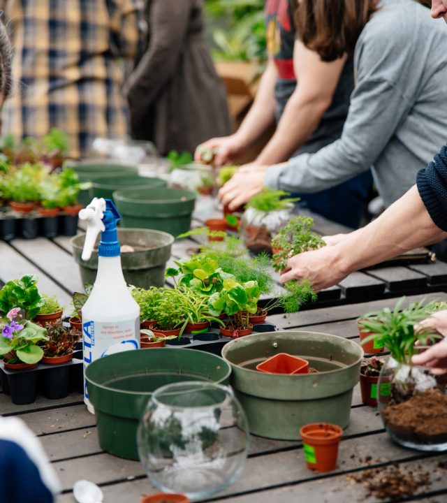 people making a terrarium with a variety of plants